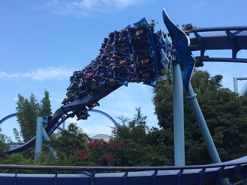 Manta photo from SeaWorld Orlando