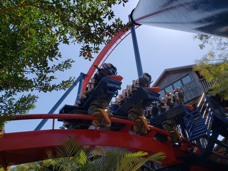 SheiKra photo from Busch Gardens Tampa