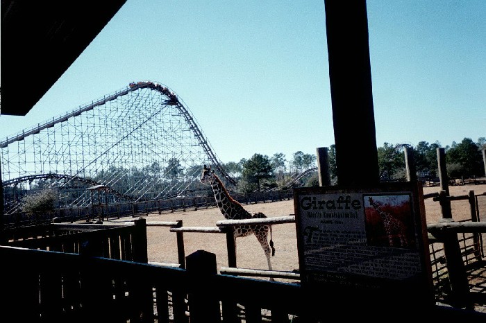 Cheetah photo from Wild Adventures