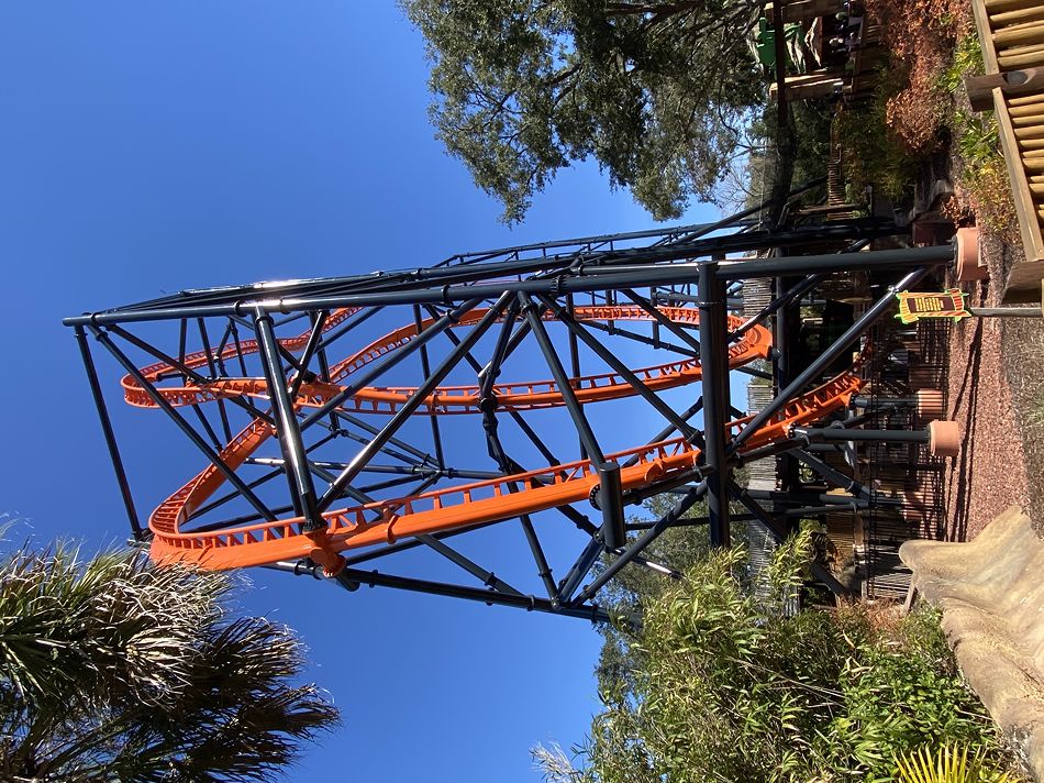 Tigris photo from Busch Gardens Tampa