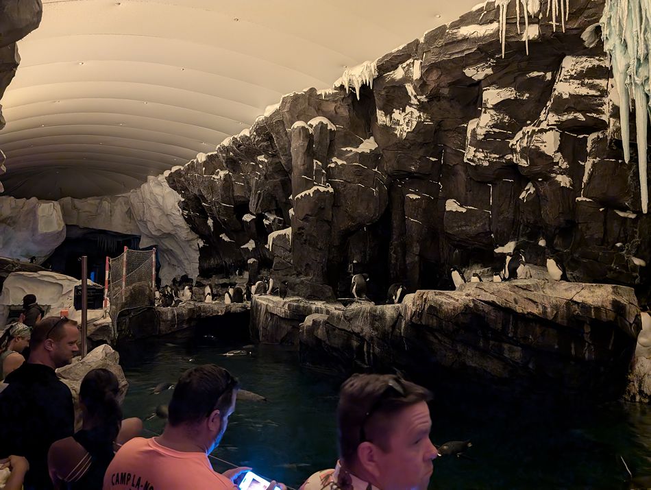 Penguin Trek photo from SeaWorld Orlando
