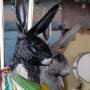 Carousel Rabbit's avatar