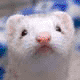 Frantic Ferret's avatar